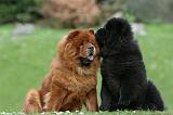CHOW CHOW 754